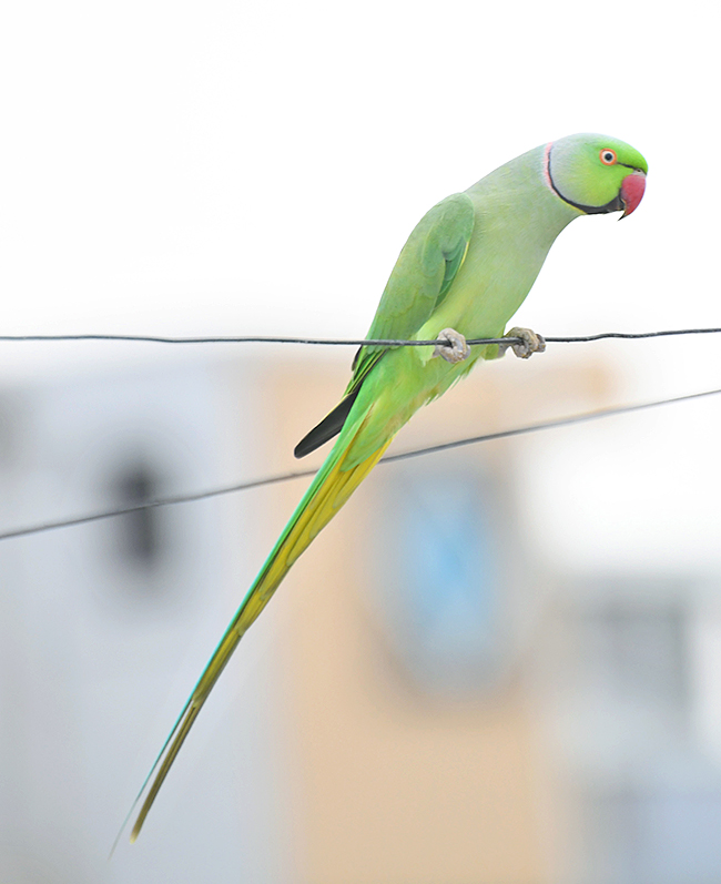 Group Of Parrots Beautiful feasting Rare Pics - Sakshi5