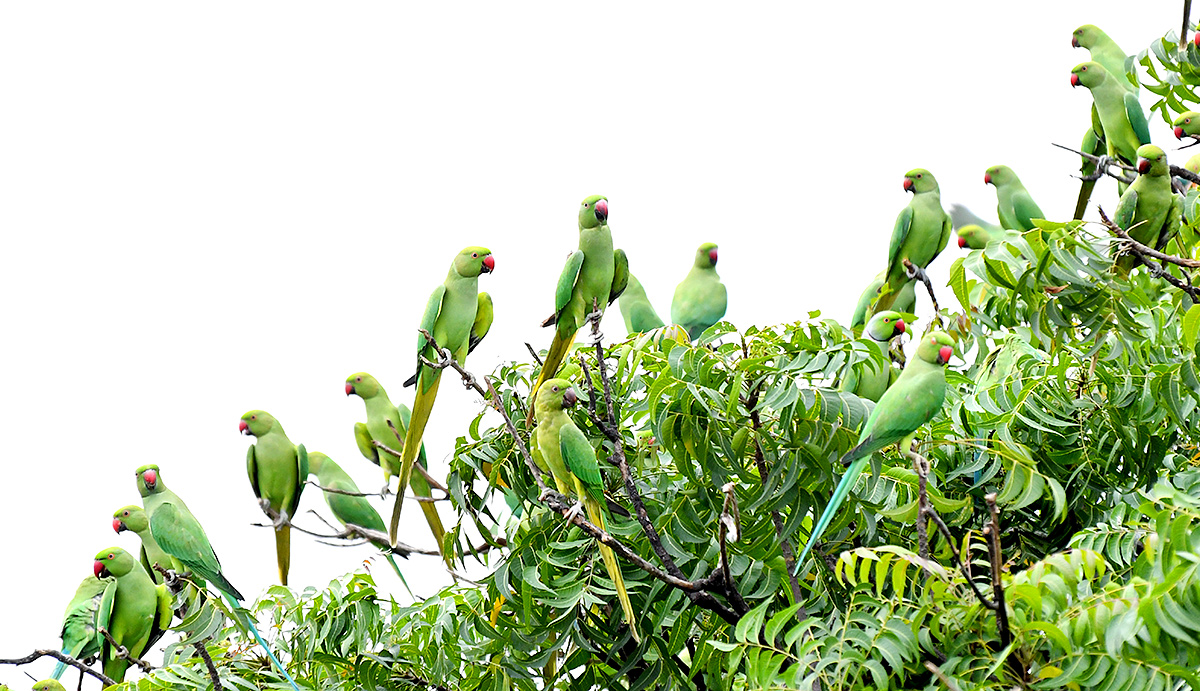 Group Of Parrots Beautiful feasting Rare Pics - Sakshi7