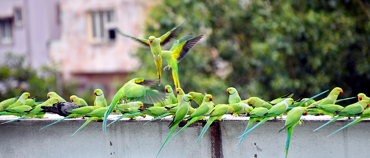 Group Of Parrots Beautiful feasting Rare Pics - Sakshi9