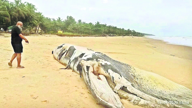 ఓ తిమింగలం కళేబరం
1