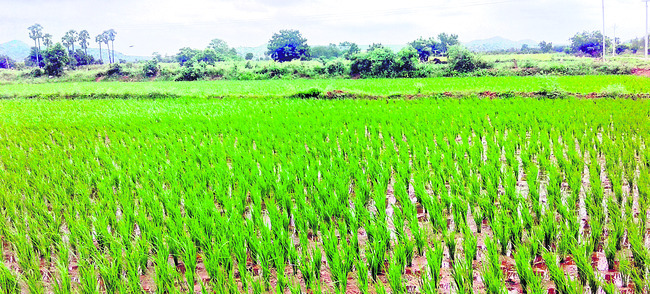 త్రిపురాంతకం మండలంలో సాగవుతున్న వరి1