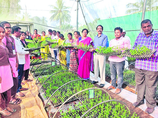 కేవీకేలో బంతి మొక్కలు అందిస్తున్న దృశ్యం 1