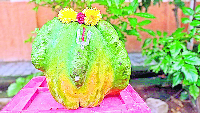 పెరుమాళ్‌ ఆకారంలోని బొప్పాయి 4