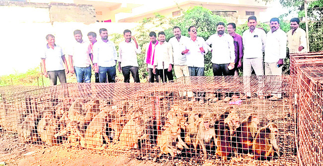 బోనులో బంధించిన కోతులను చూస్తున్న ప్రజాప్రతినిధులు1
