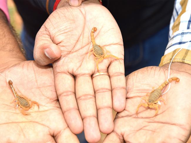Devotees offer scorpions to Deity at Kodumur temple in Kurnool - Sakshi3