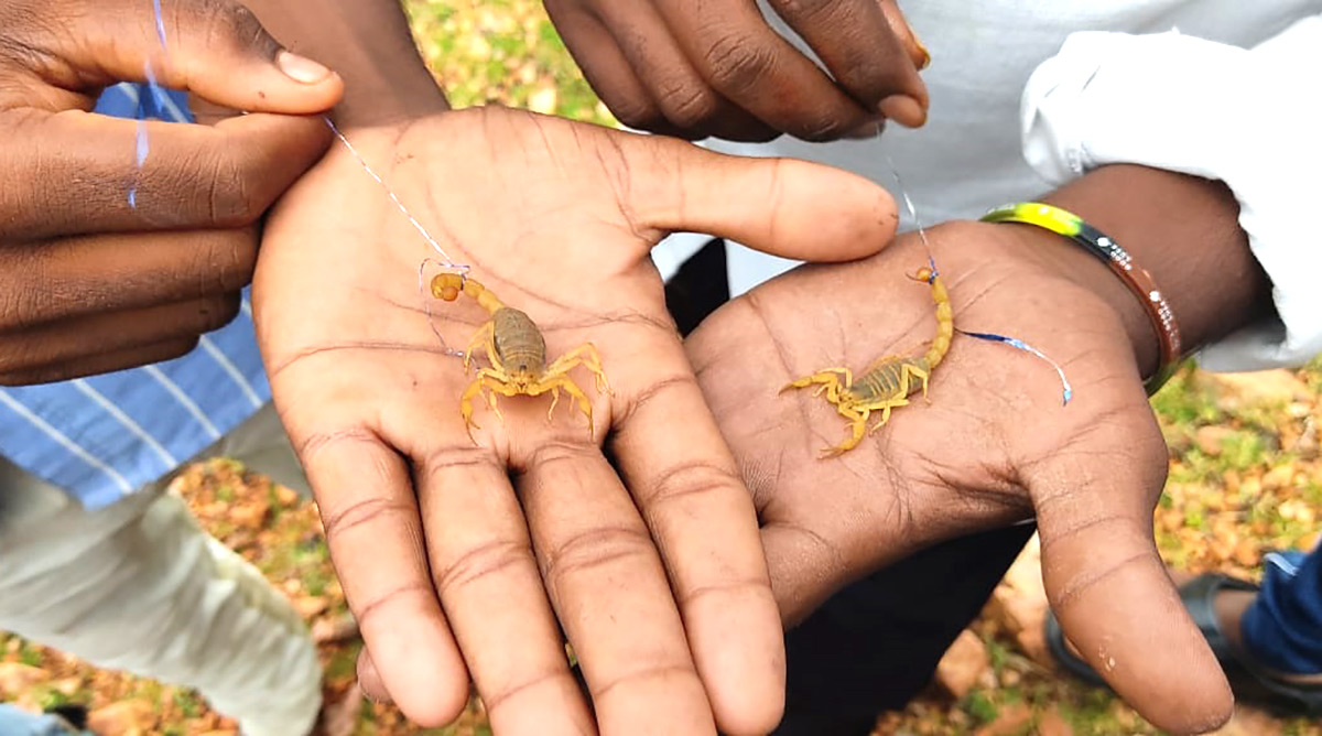 Devotees offer scorpions to Deity at Kodumur temple in Kurnool - Sakshi4