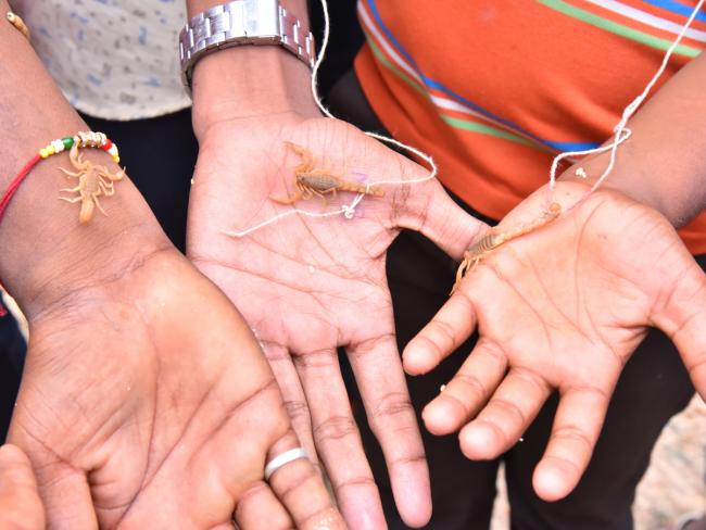 Devotees offer scorpions to Deity at Kodumur temple in Kurnool - Sakshi7