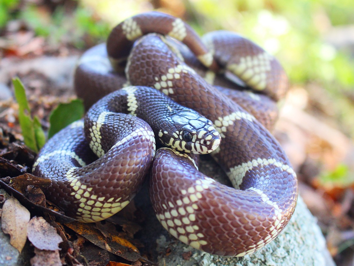 Have You Even Seen Friendly Snakes..Here Are Some List Of Friendly Snakes - Sakshi4