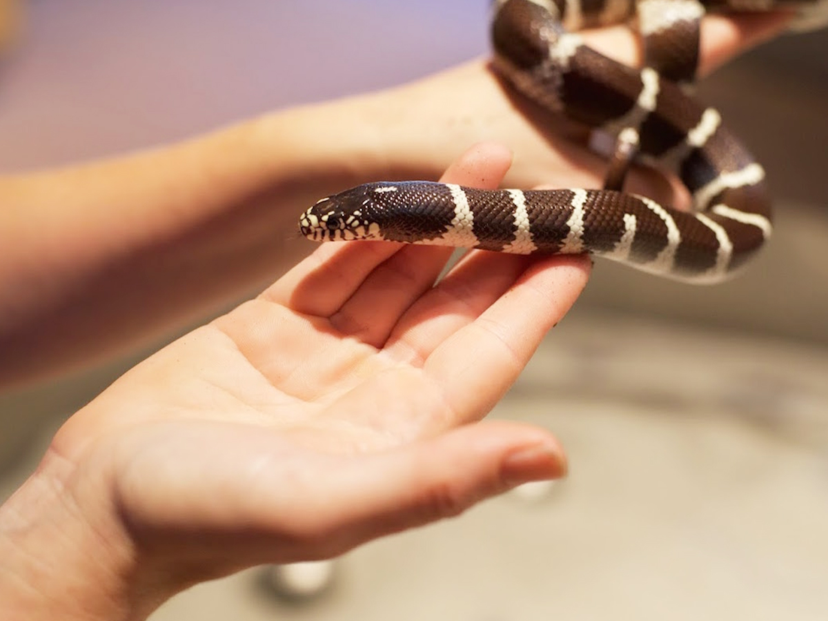 Have You Even Seen Friendly Snakes..Here Are Some List Of Friendly Snakes - Sakshi5