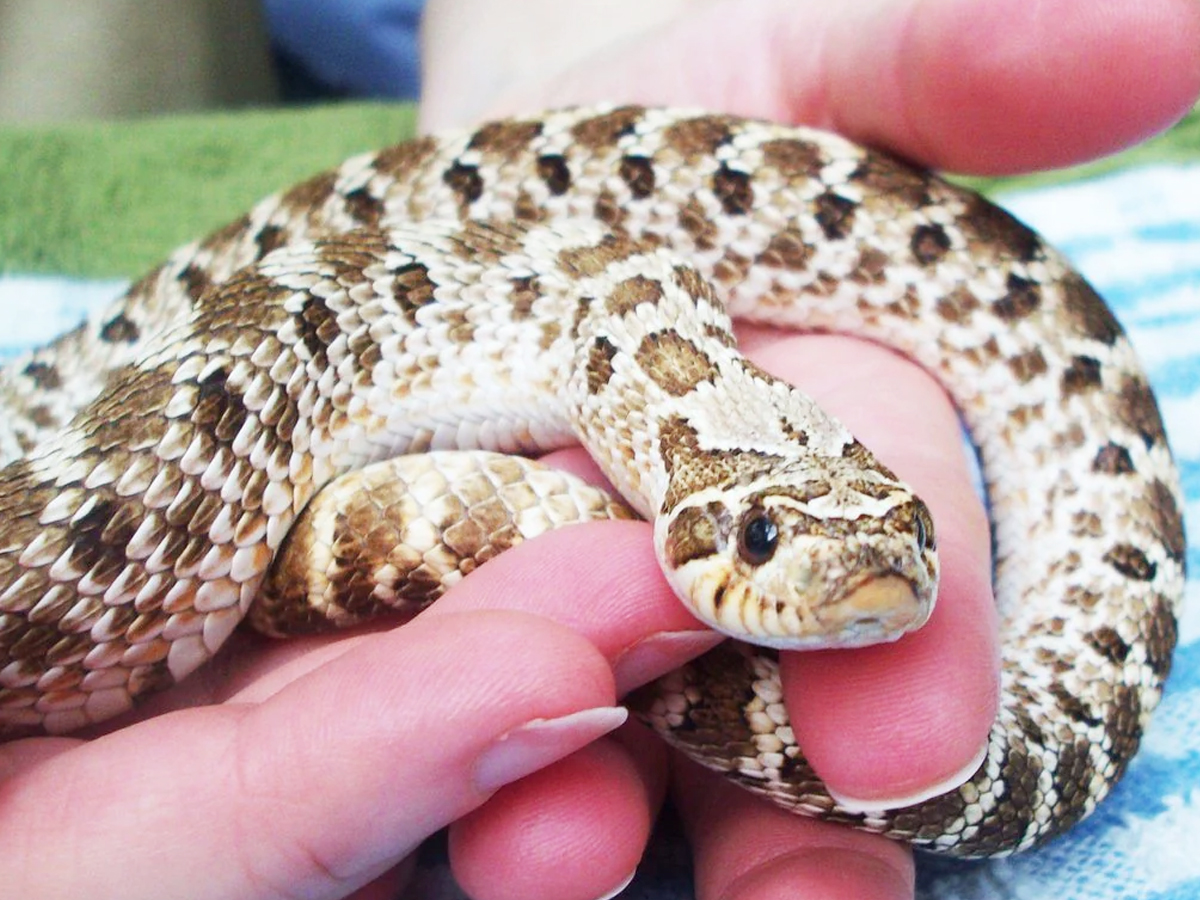 Have You Even Seen Friendly Snakes..Here Are Some List Of Friendly Snakes - Sakshi9