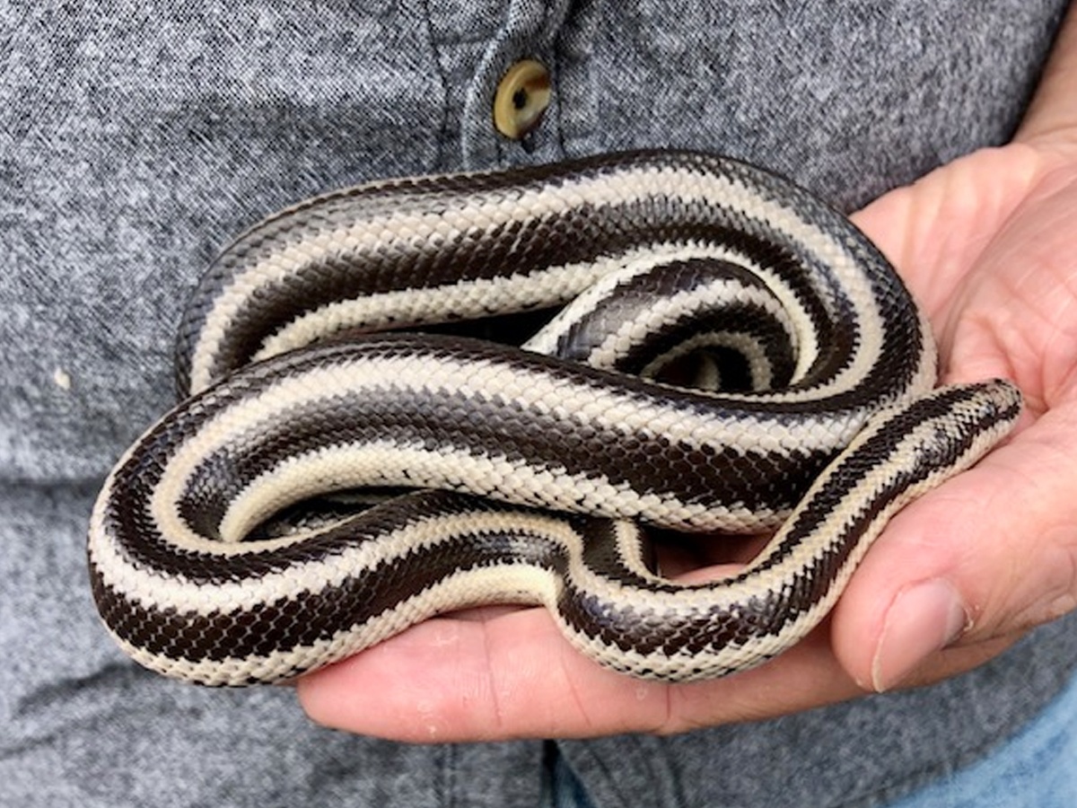 Have You Even Seen Friendly Snakes..Here Are Some List Of Friendly Snakes - Sakshi11