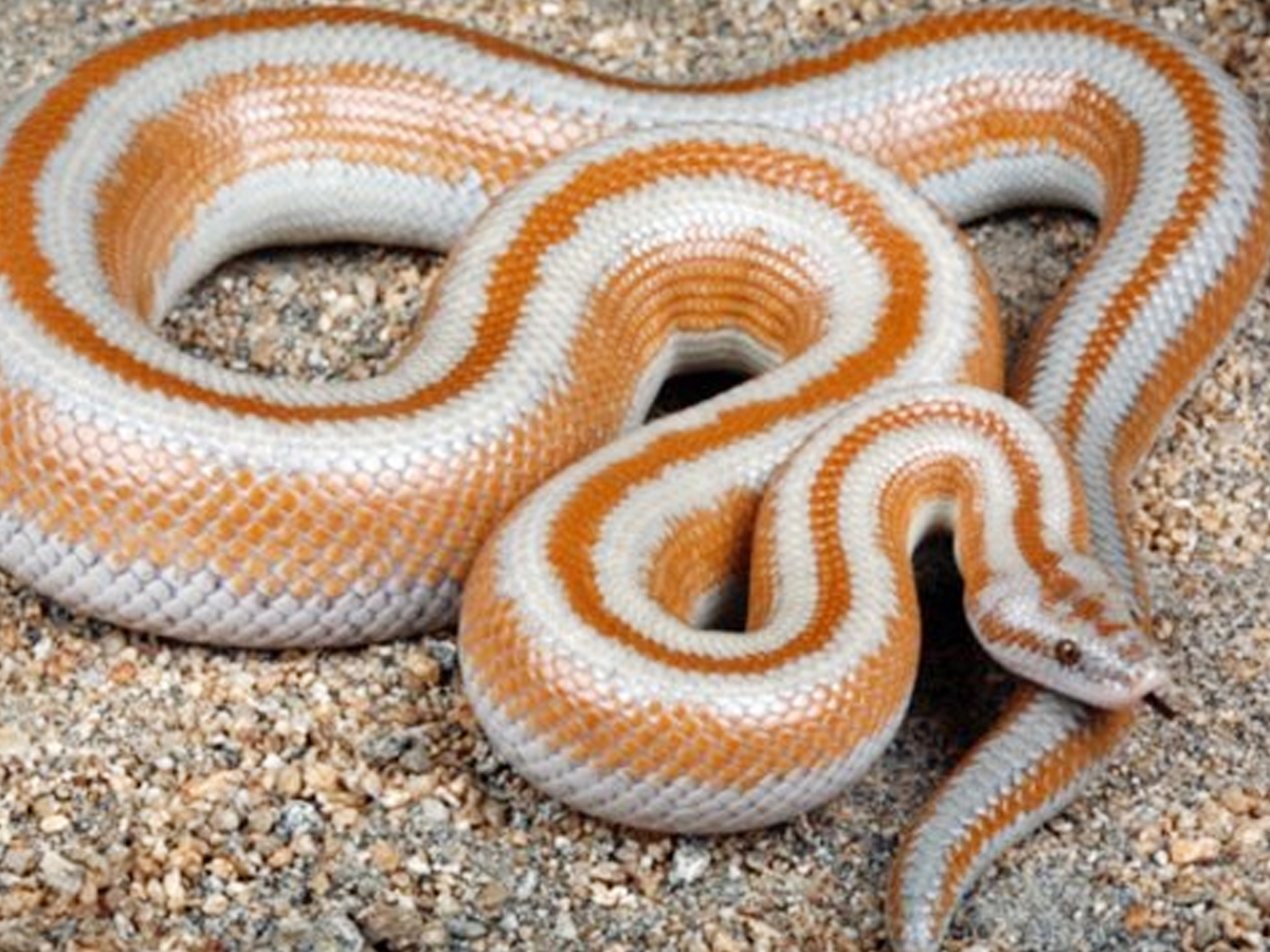 Have You Even Seen Friendly Snakes..Here Are Some List Of Friendly Snakes - Sakshi10