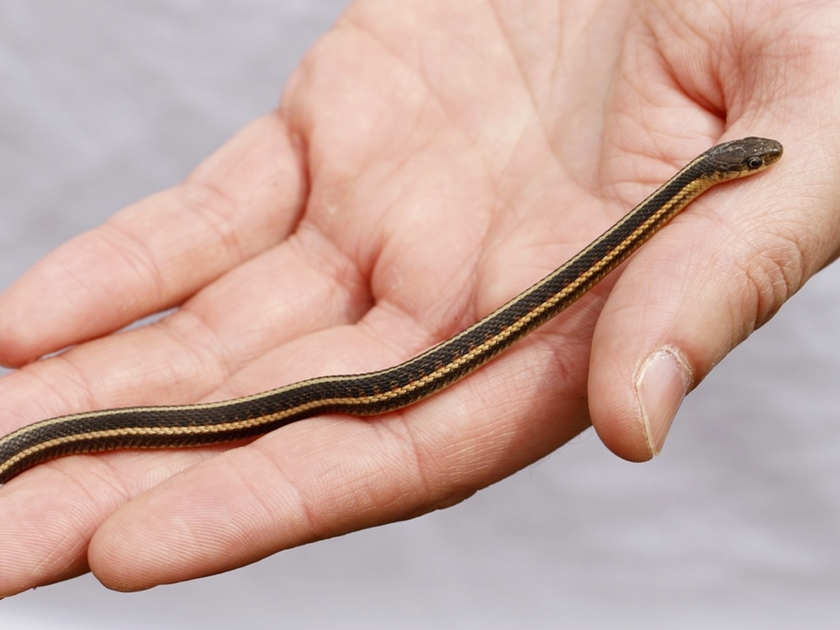Have You Even Seen Friendly Snakes..Here Are Some List Of Friendly Snakes - Sakshi13