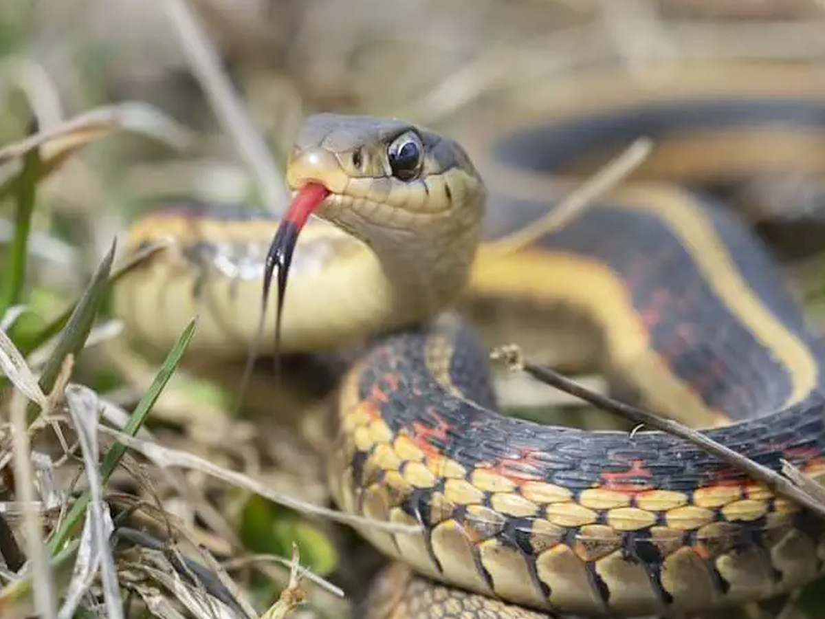 Have You Even Seen Friendly Snakes..Here Are Some List Of Friendly Snakes - Sakshi12