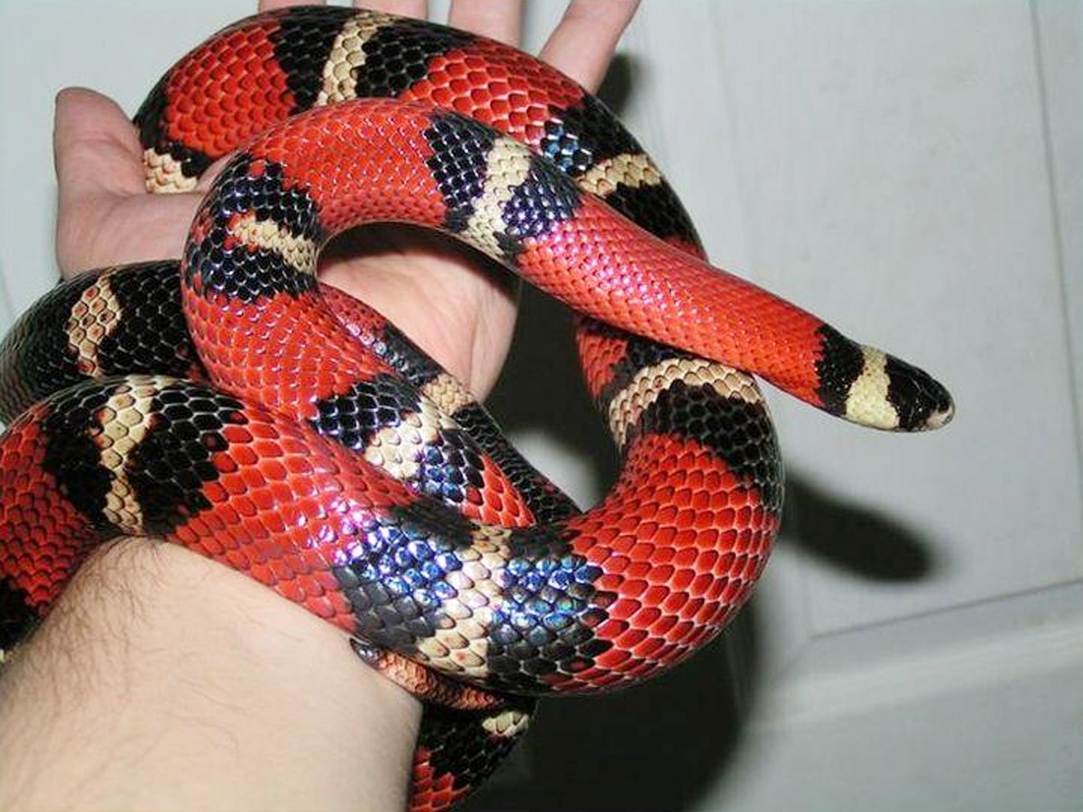 Have You Even Seen Friendly Snakes..Here Are Some List Of Friendly Snakes - Sakshi15