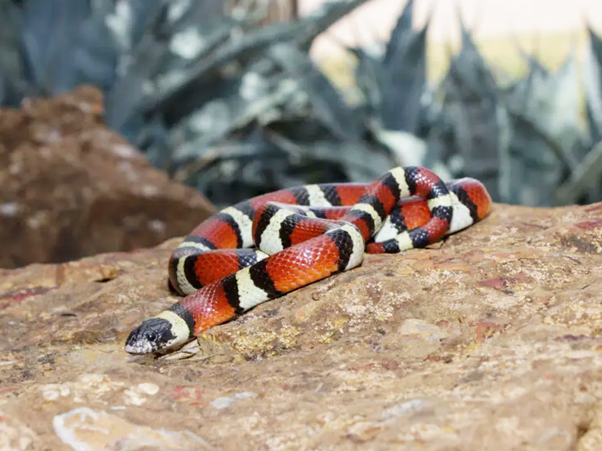 Have You Even Seen Friendly Snakes..Here Are Some List Of Friendly Snakes - Sakshi14