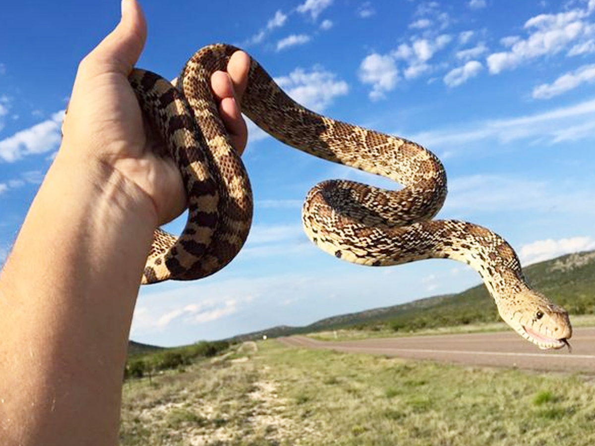 Have You Even Seen Friendly Snakes..Here Are Some List Of Friendly Snakes - Sakshi17