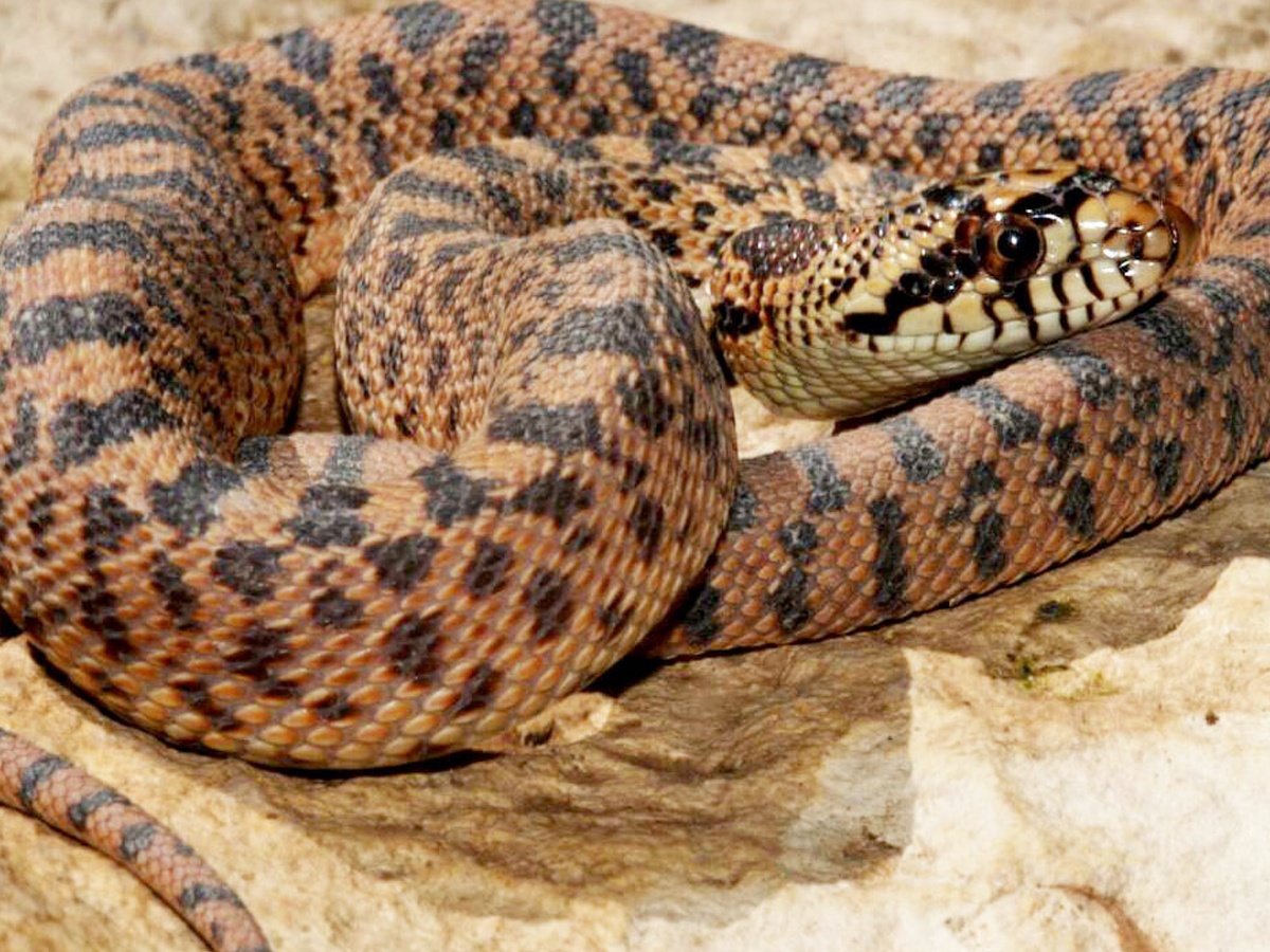 Have You Even Seen Friendly Snakes..Here Are Some List Of Friendly Snakes - Sakshi16