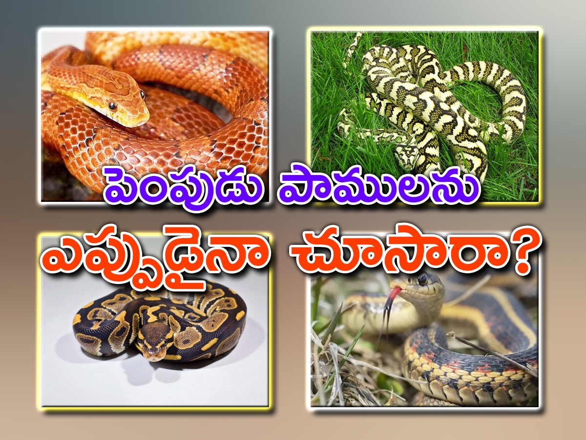 Have You Even Seen Friendly Snakes..Here Are Some List Of Friendly Snakes - Sakshi1