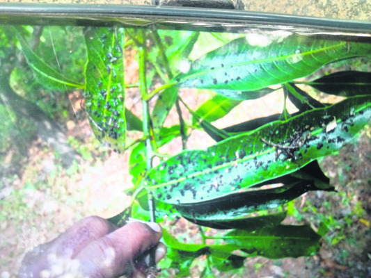 మామిడి ఆకులపై వచ్చిన తేనె మంచు పురుగు1