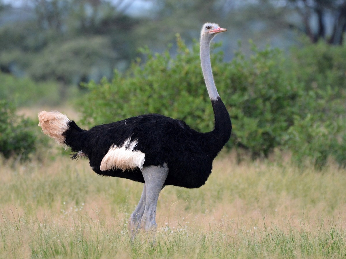 Ostrich Bird - Sakshi11