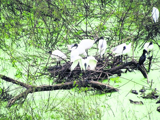 పక్షిధామంలో గూళ్లపై పక్షులు 2