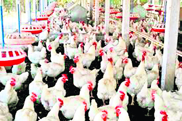 కోళ్ల పరిశ్రమ1