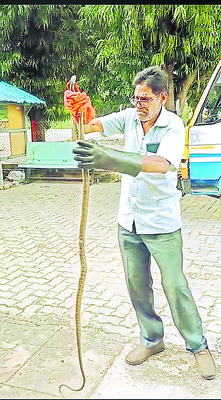 పాముతో భాస్కర్నాయుడు 2