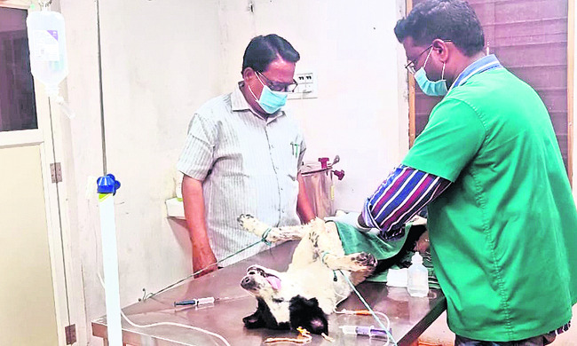 వీధి కుక్కకు శస్త్రచికిత్స చేస్తున్న దృశ్యం1