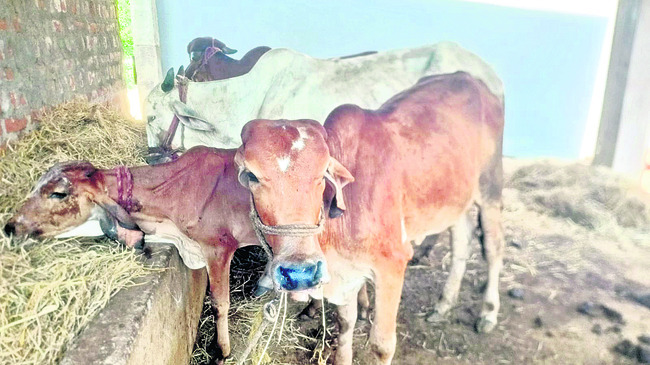 సేంద్రియ పద్ధతిలో పెరుగుతున్న ఆవులు1