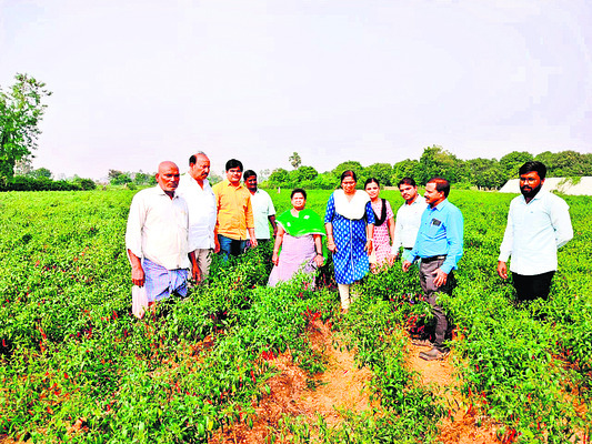 మిరప పంటను పరిశీలిస్తున్న విజయనిర్మల2