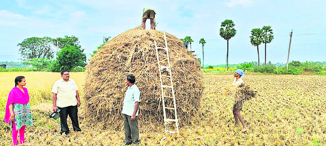 యలమంచిలిలో కోసిన వరిని దగ్గరుండి కుప్పలుగా వేయిస్తున్న వ్యవసాయ సిబ్బంది1