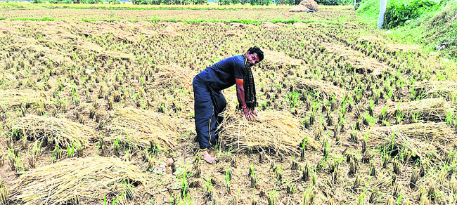 కోసిన వరి పనలను ఒబ్బిడి చేస్తున్న రైతు2