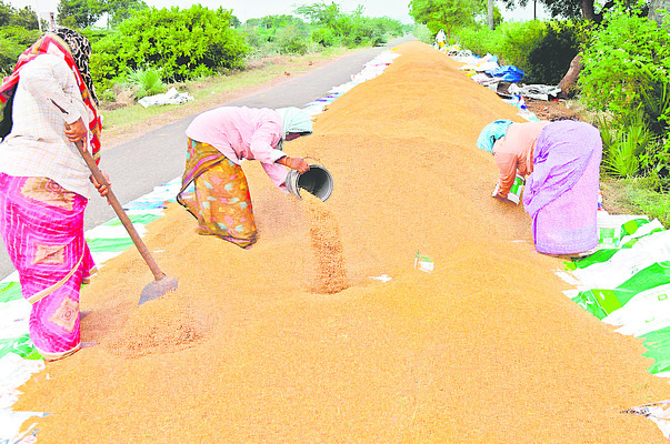చోడవరం సమీపంలో                                 ధాన్యాన్ని ఆరబోస్తున్న దృశ్యం1