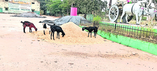 మంథనిలో ధాన్యం తింటున్న మేకలు
1