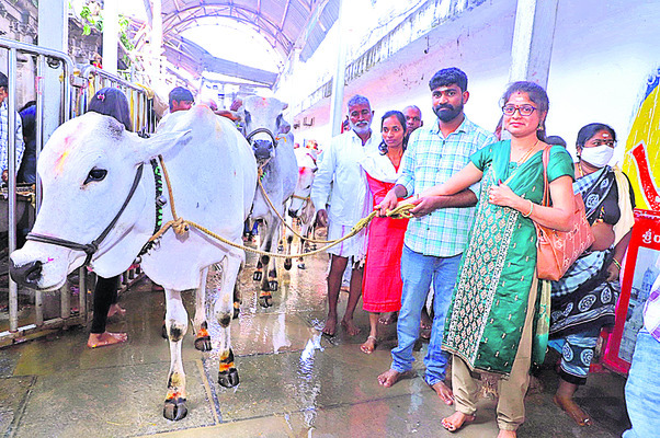 కోడె మొక్కు చెల్లించుకుంటున్న భక్తులు2