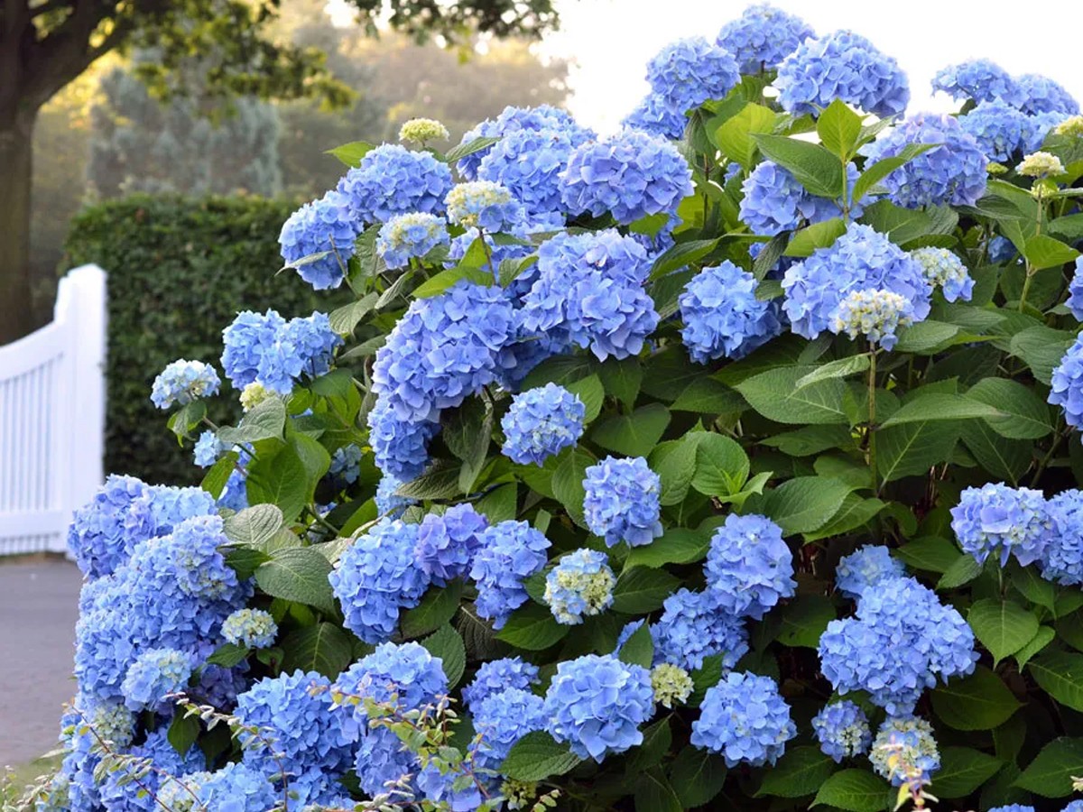 Do You Know Most Expensive Plants - Sakshi4
