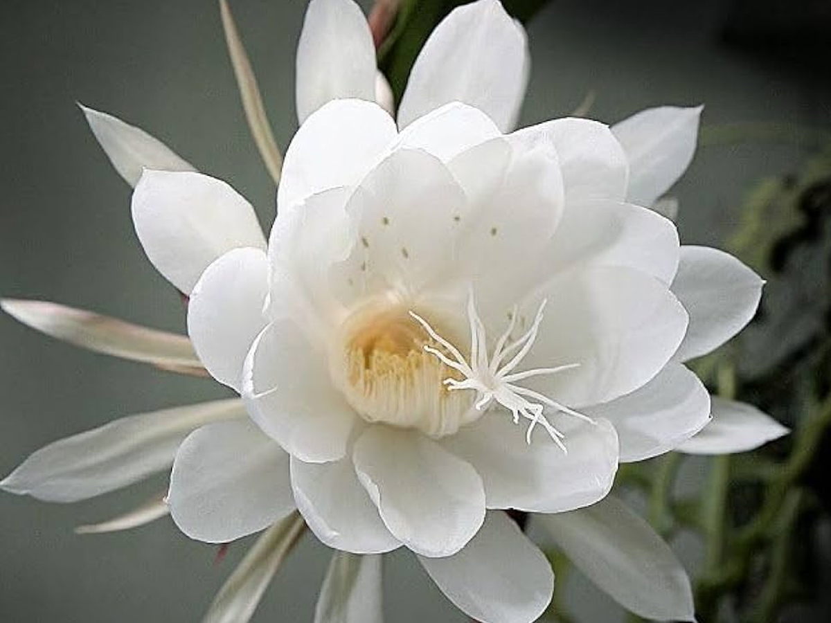 Do You Know Most Expensive Plants - Sakshi10