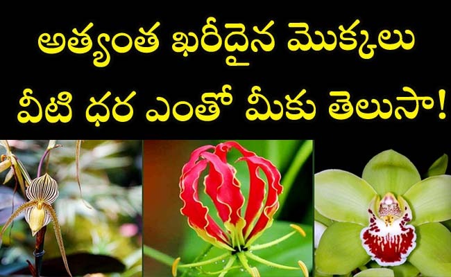 Do You Know Most Expensive Plants - Sakshi1