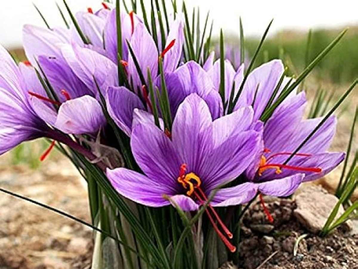 Do You Know Most Expensive Plants - Sakshi7