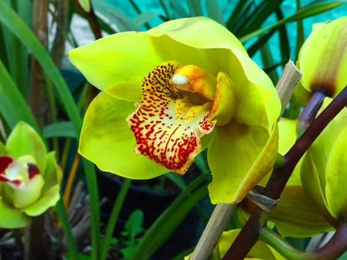 Do You Know Most Expensive Plants - Sakshi8