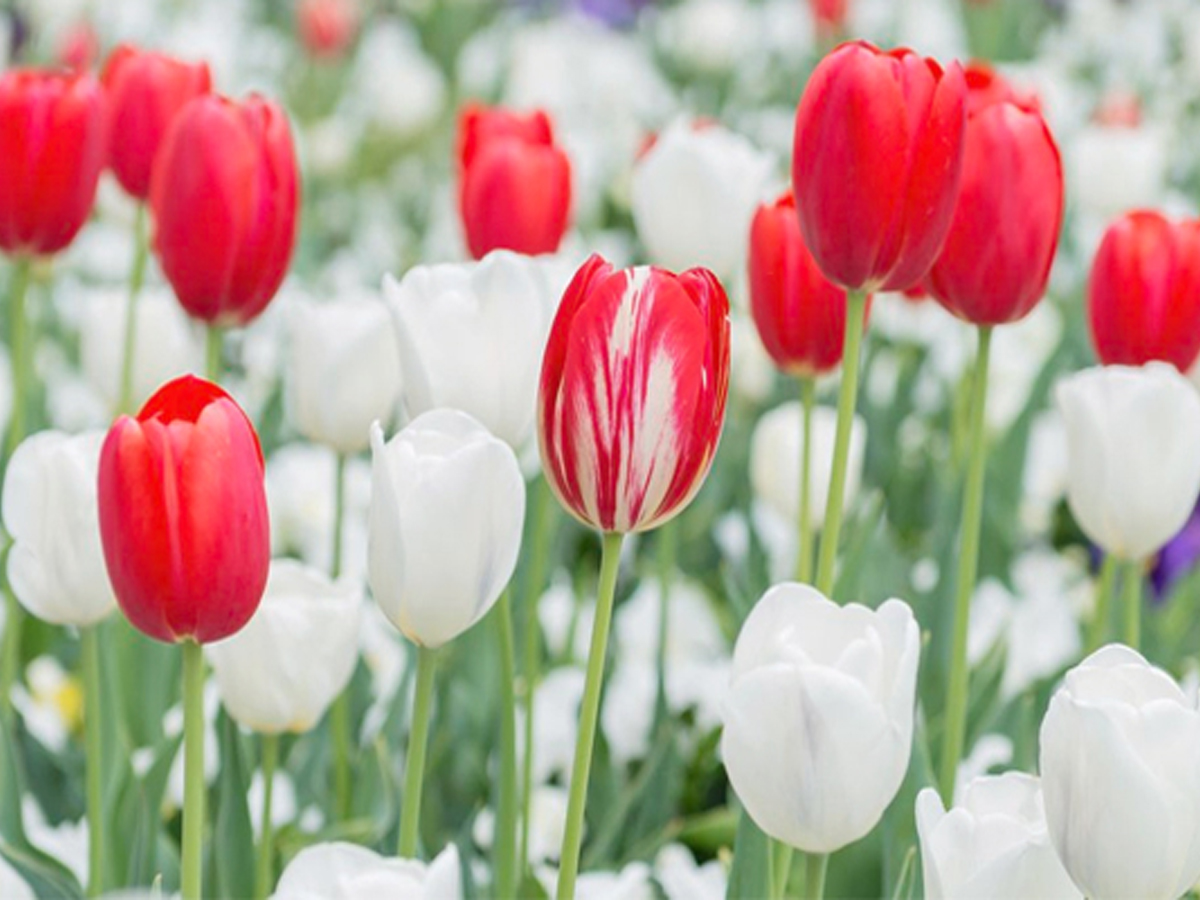 Do You Know Most Expensive Plants - Sakshi6
