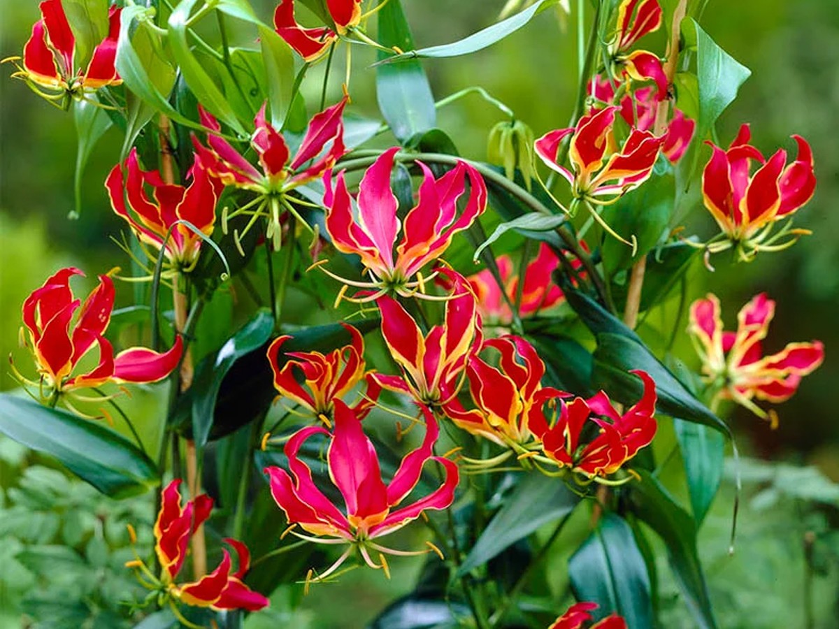 Do You Know Most Expensive Plants - Sakshi3