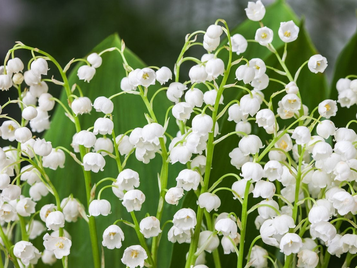 Do You Know Most Expensive Plants - Sakshi5