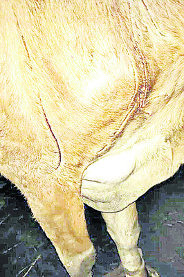 పులి దాడిలో ఆవుకు అయిన గాయాలు 2