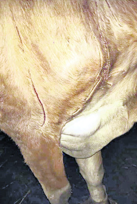 పులి దాడిలో గాయపడ్డ ఆవు 2