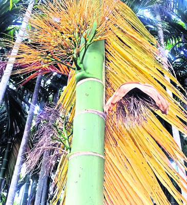 ఎండిన వక్క రైతుల ఆశలు1