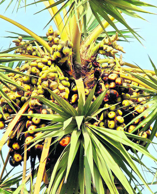 ఐస్ యాపిల్ 3