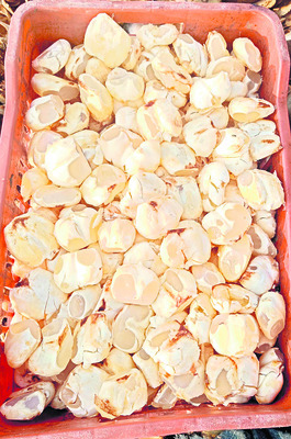ఐస్ యాపిల్ 2