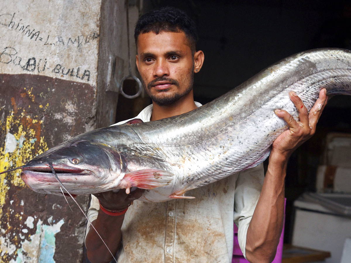 Huge Rush At Ramnagar Fish Market On The Eve Of Mrigasira Karthi: Photos12